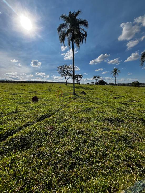 fazenda-venda-fazenda-araras-bambui-mg-1105275