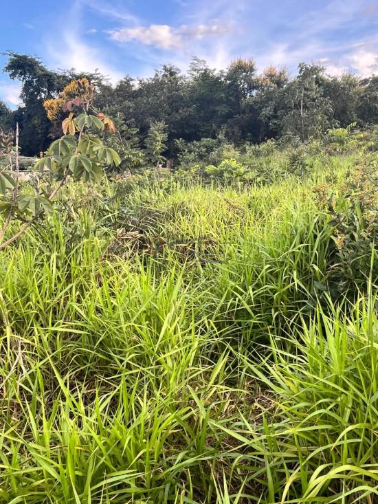 lote-venda-barcelona-igarape-1079788