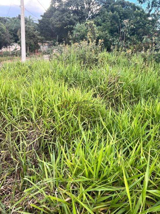 lote-venda-barcelona-igarape-1079790