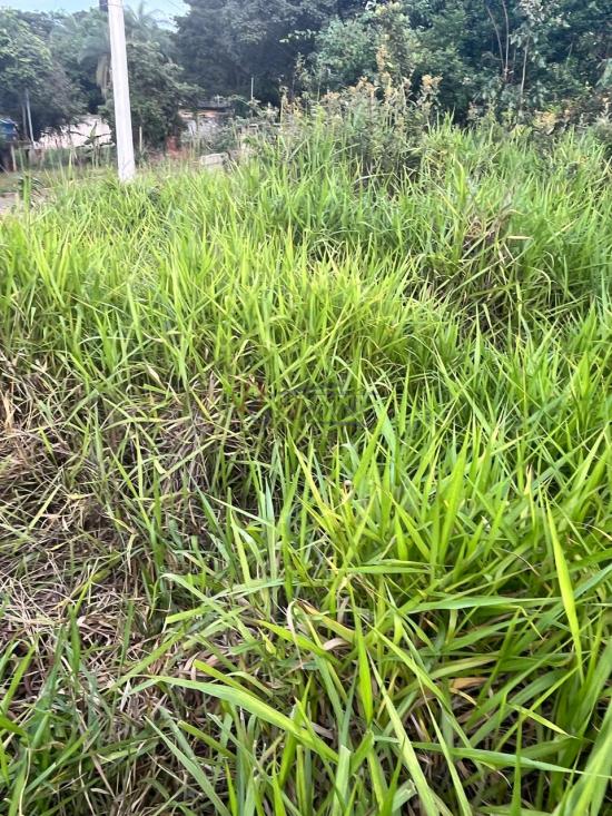 lote-venda-barcelona-igarape-1079791